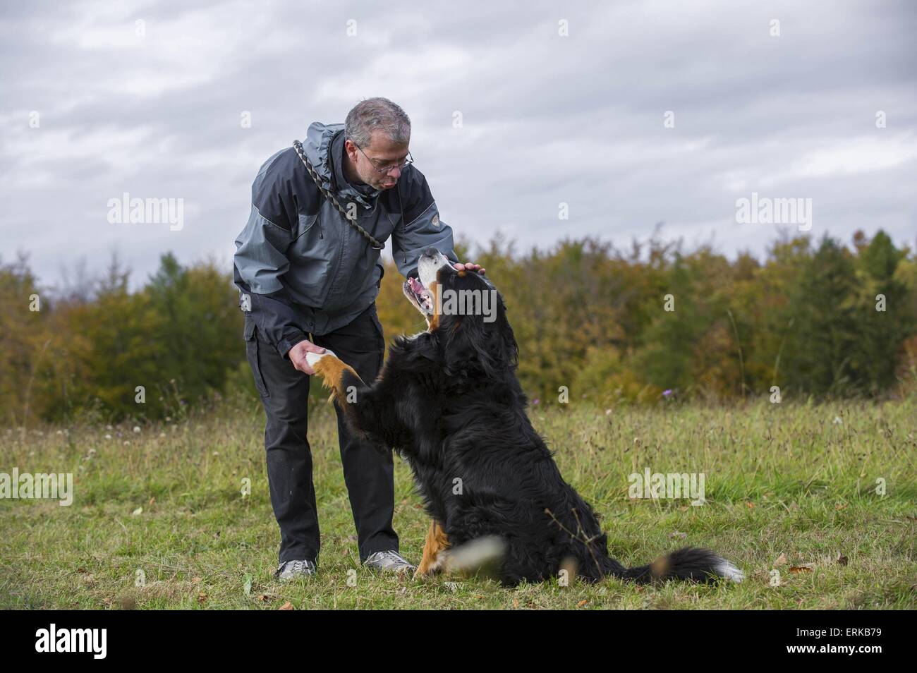 Bernese Mountain Dog gives paw Stock Photo