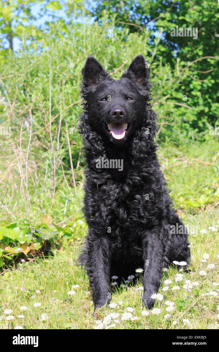 Mudi, Hungarian herding dog, 3 years, sitting in a meadow, North Rhine-Westphalia, Germany Stock Photo