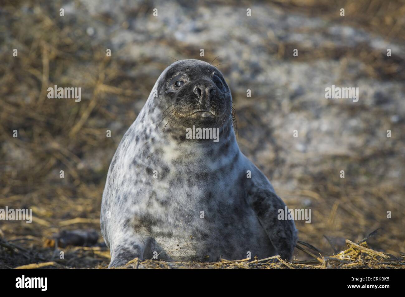 grey seal Stock Photo