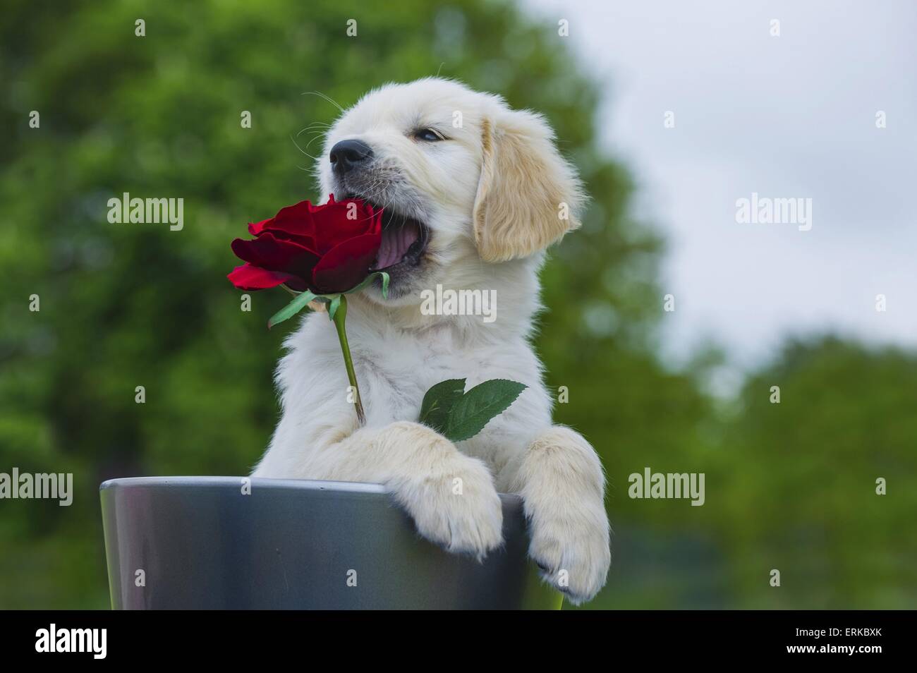 Golden Retriever Puppy Stock Photo - Alamy