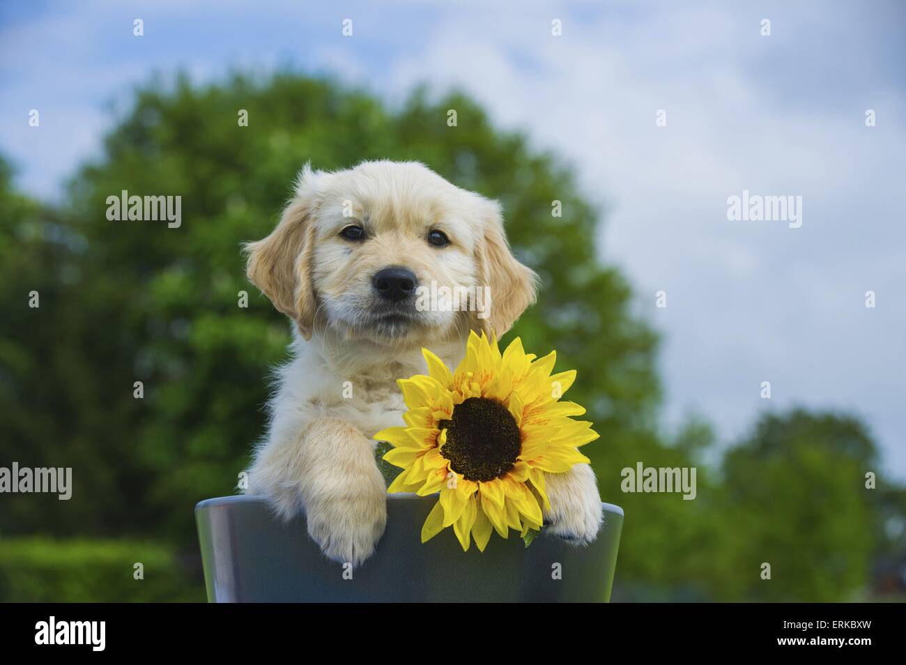 Golden Retriever Puppy Stock Photo - Alamy