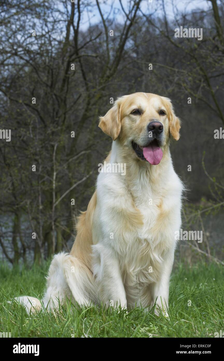 sitting Golden Retriever Stock Photo - Alamy