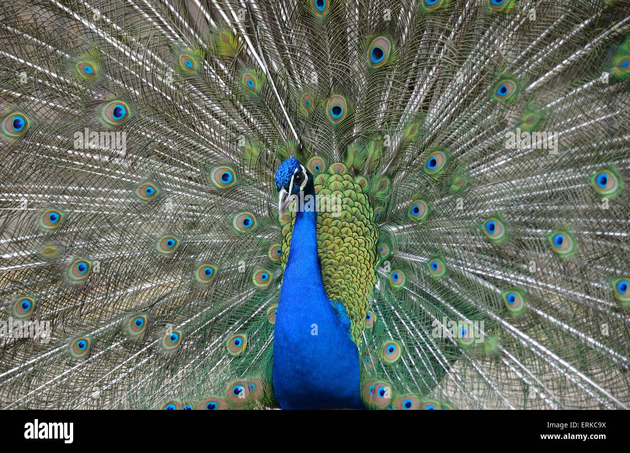 Blue Peacock (Pavo cristatus), courtship display with spread feathers, Majorca, Balearic Islands, Spain Stock Photo