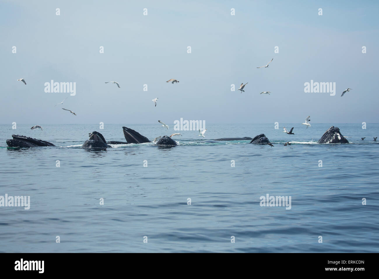 North atlantic humpback whale breaching hi-res stock photography and ...