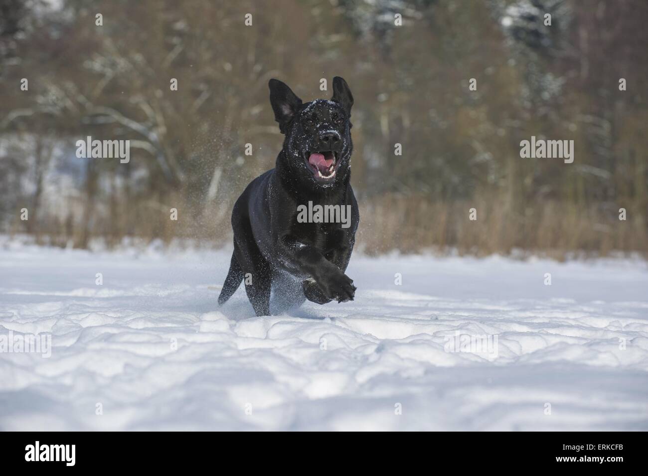 Labradane Running running Labrador Retriever Stock Photo - Alamy