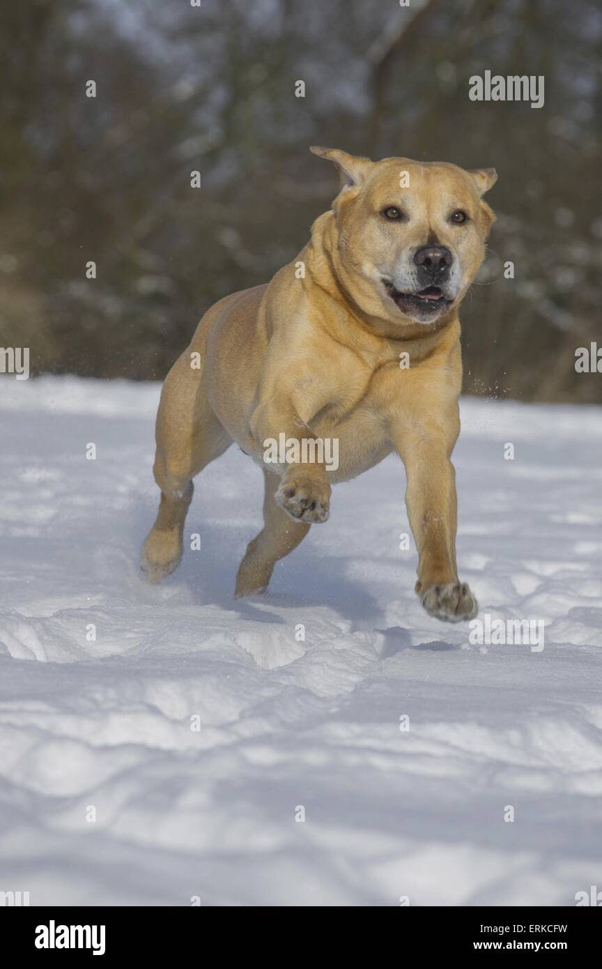 running Labrador Retriever Stock Photo Alamy