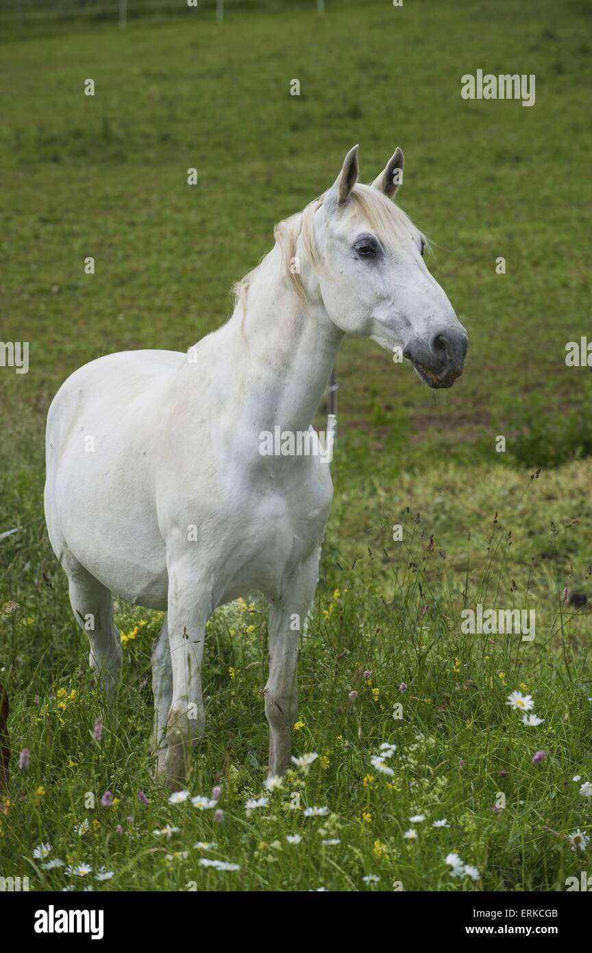 Lipizzaner hi-res stock photography and images - Alamy