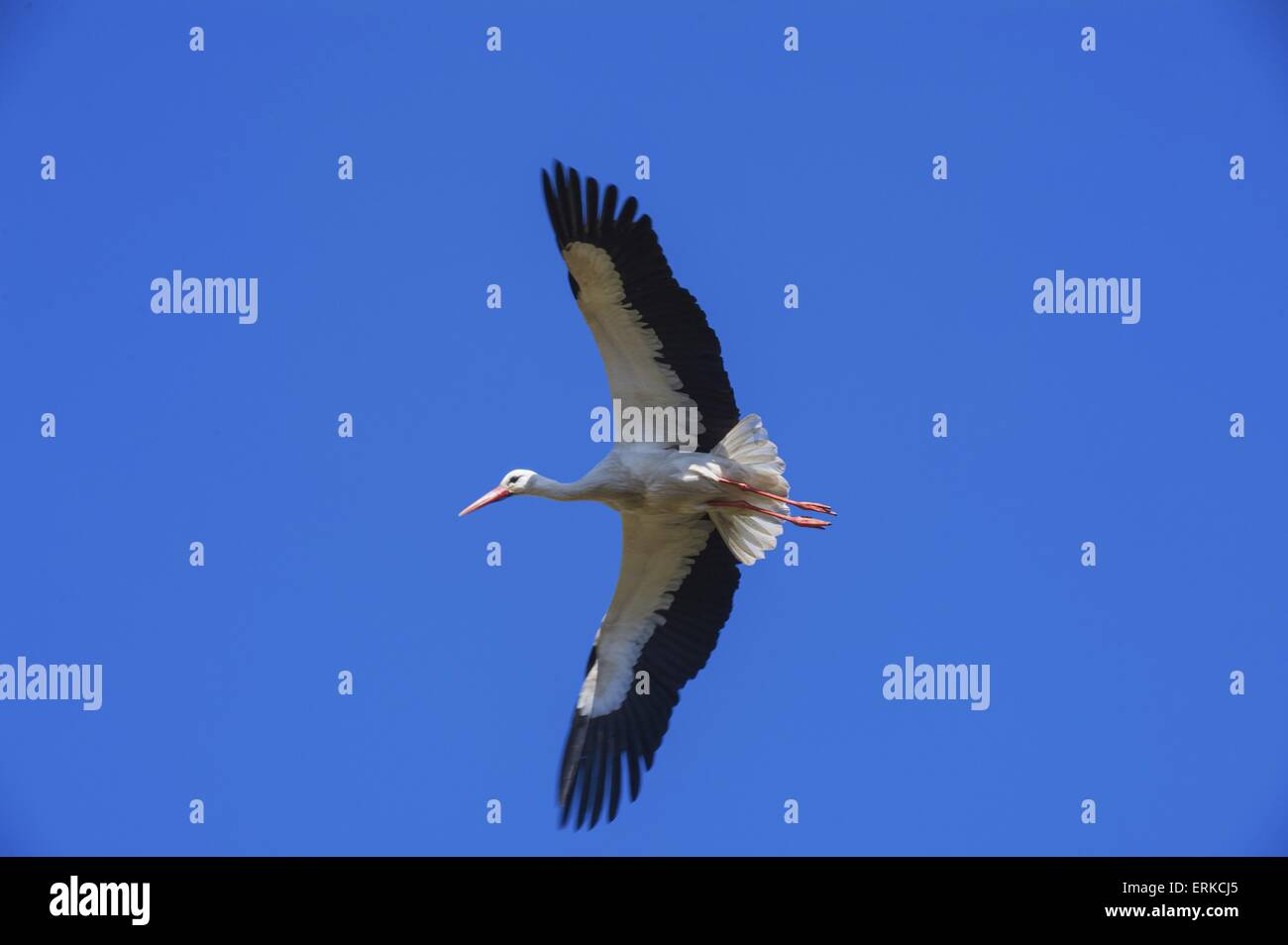white stork Bird Park Marlow Stock Photo