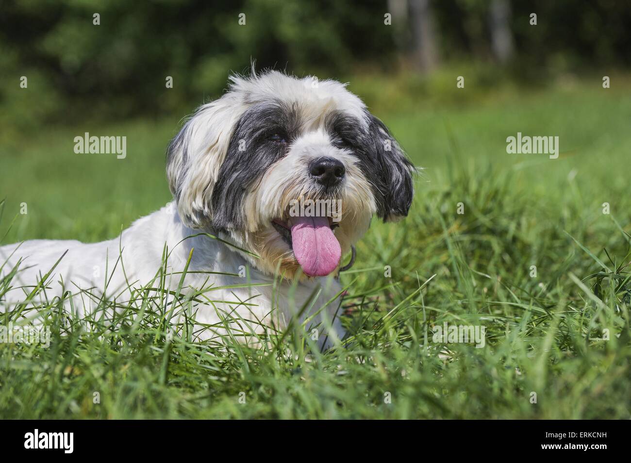 Lhasa Apso Portrait Stock Photo