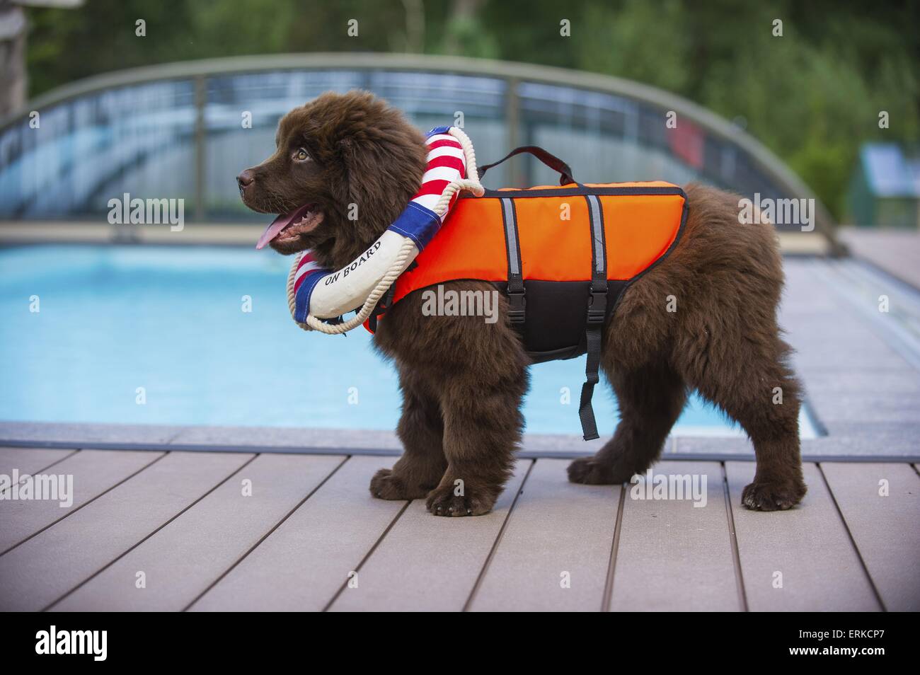 Dog vest hi-res stock photography and images - Alamy