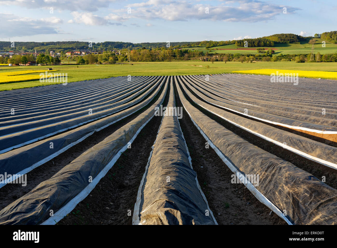 Asparagus field, Maintal, Burgkunstadt behind, Upper Franconia, Franconia, Bavaria, Germany Stock Photo