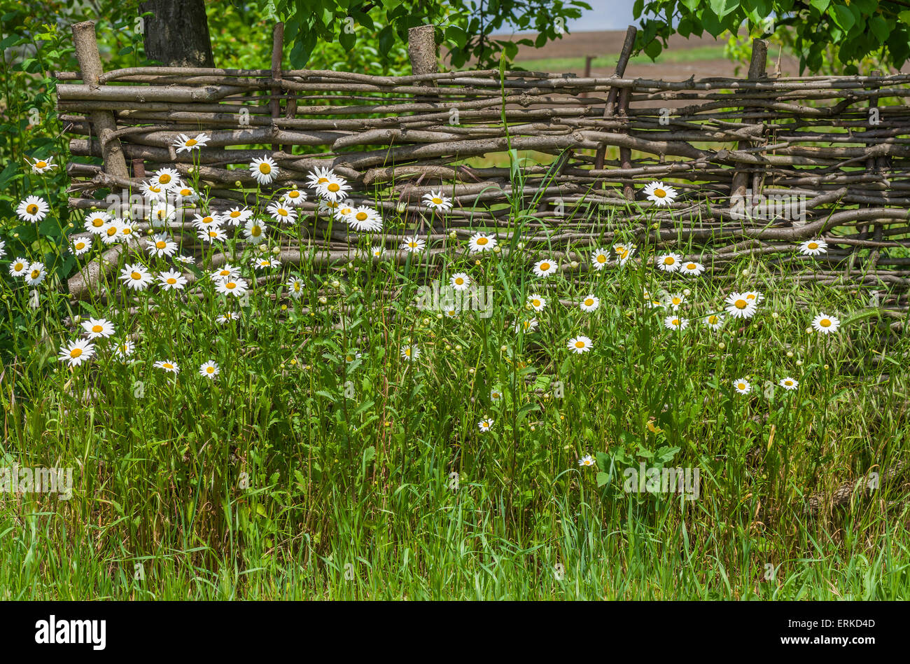 Ukrainian historical identity - wattled fence in gardens Stock Photo