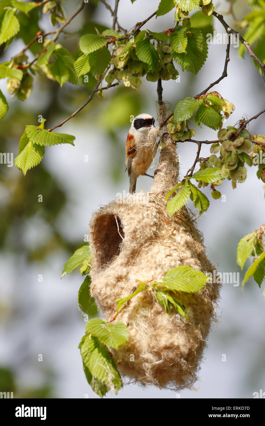 Eurasian Penduline Tit (Remiz pendulinus) bird building a nest, male wrapping holding strands of the hanging nest Stock Photo
