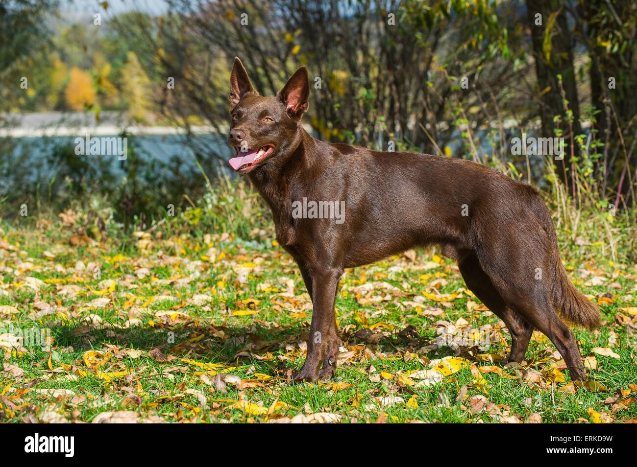 Australian Kelpies High Resolution Stock Photography And Images Alamy