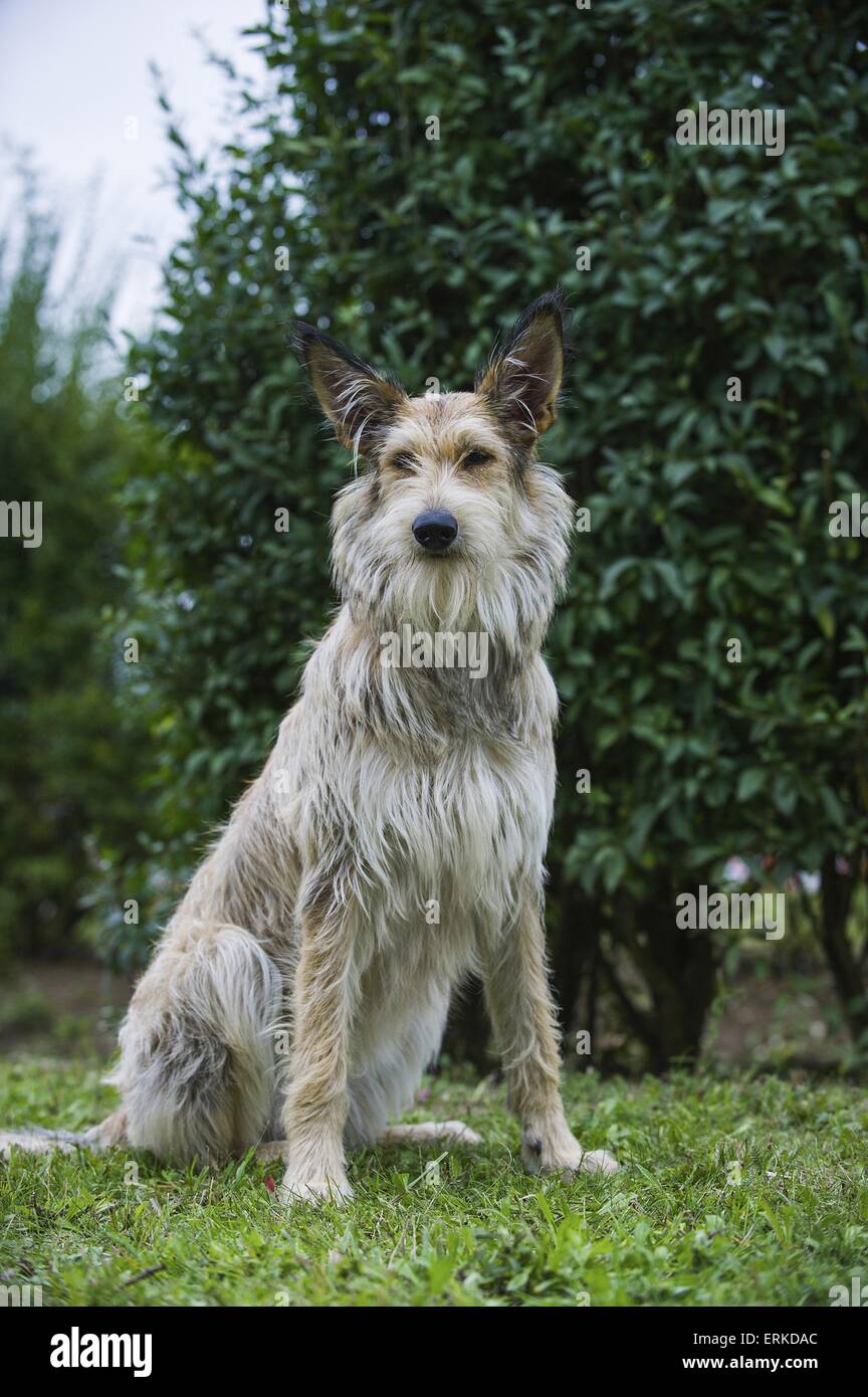 sitting Berger Picard Dog Stock Photo - Alamy