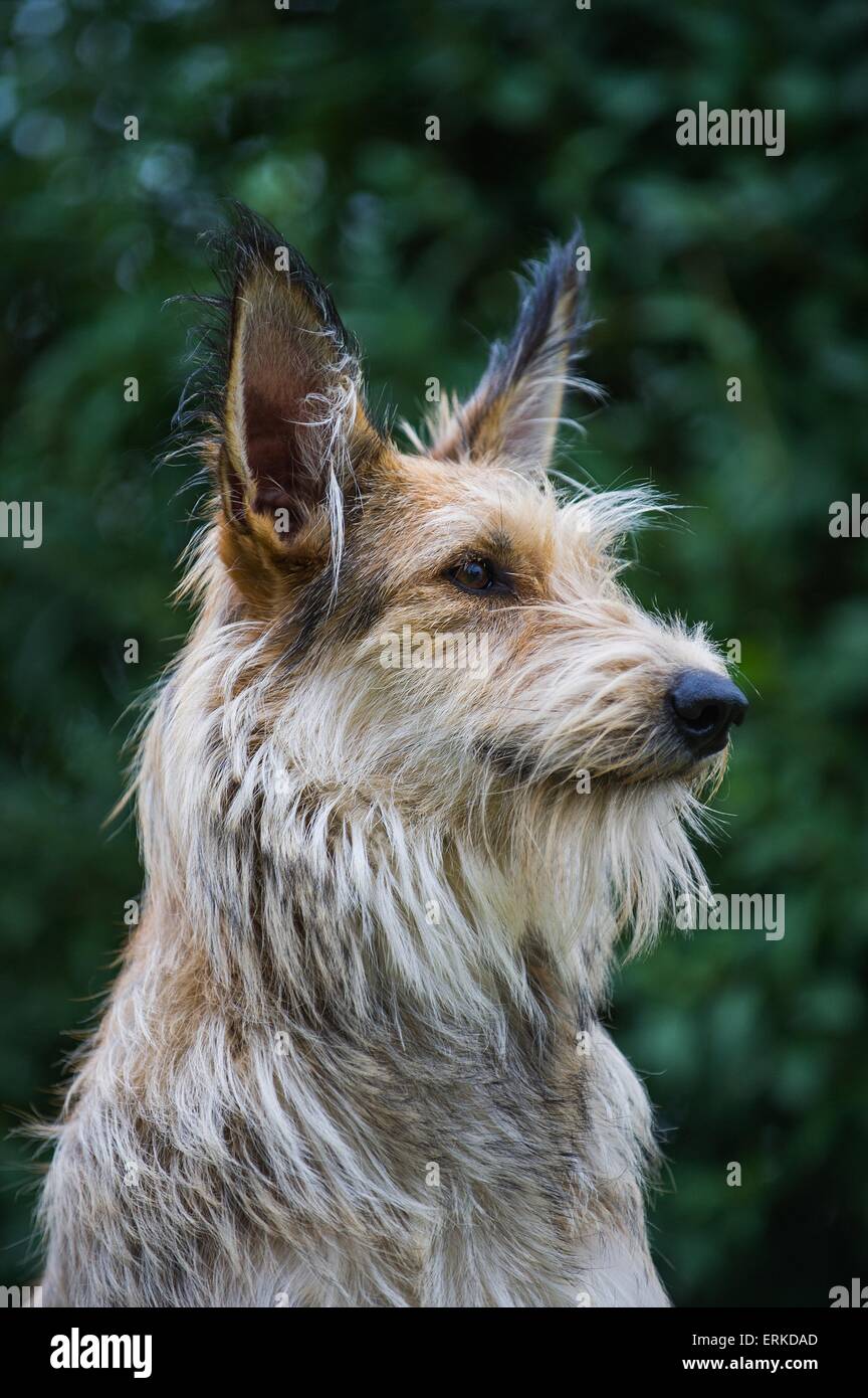 Berger Picard Dog Portrait Stock Photo