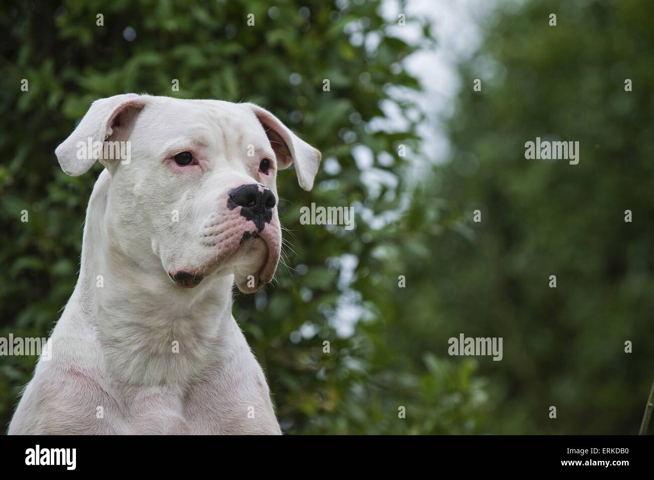 Dogo Argentino Portrait Stock Photo