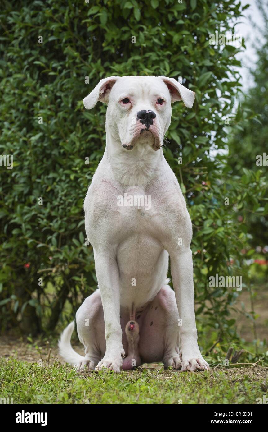 sitting Dogo Argentino Stock Photo