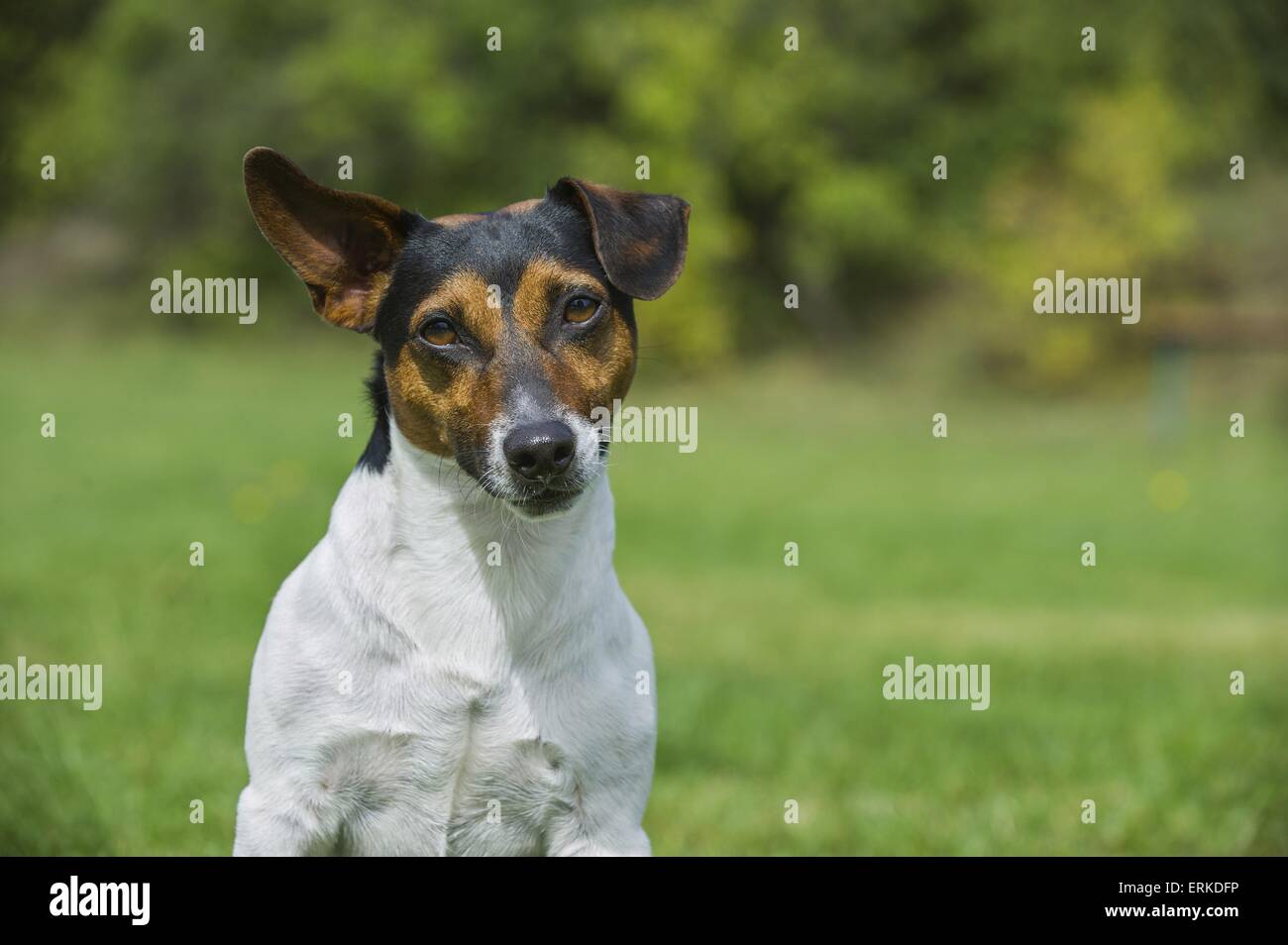 Jack Russell Terrier Portrait Stock Photo - Alamy
