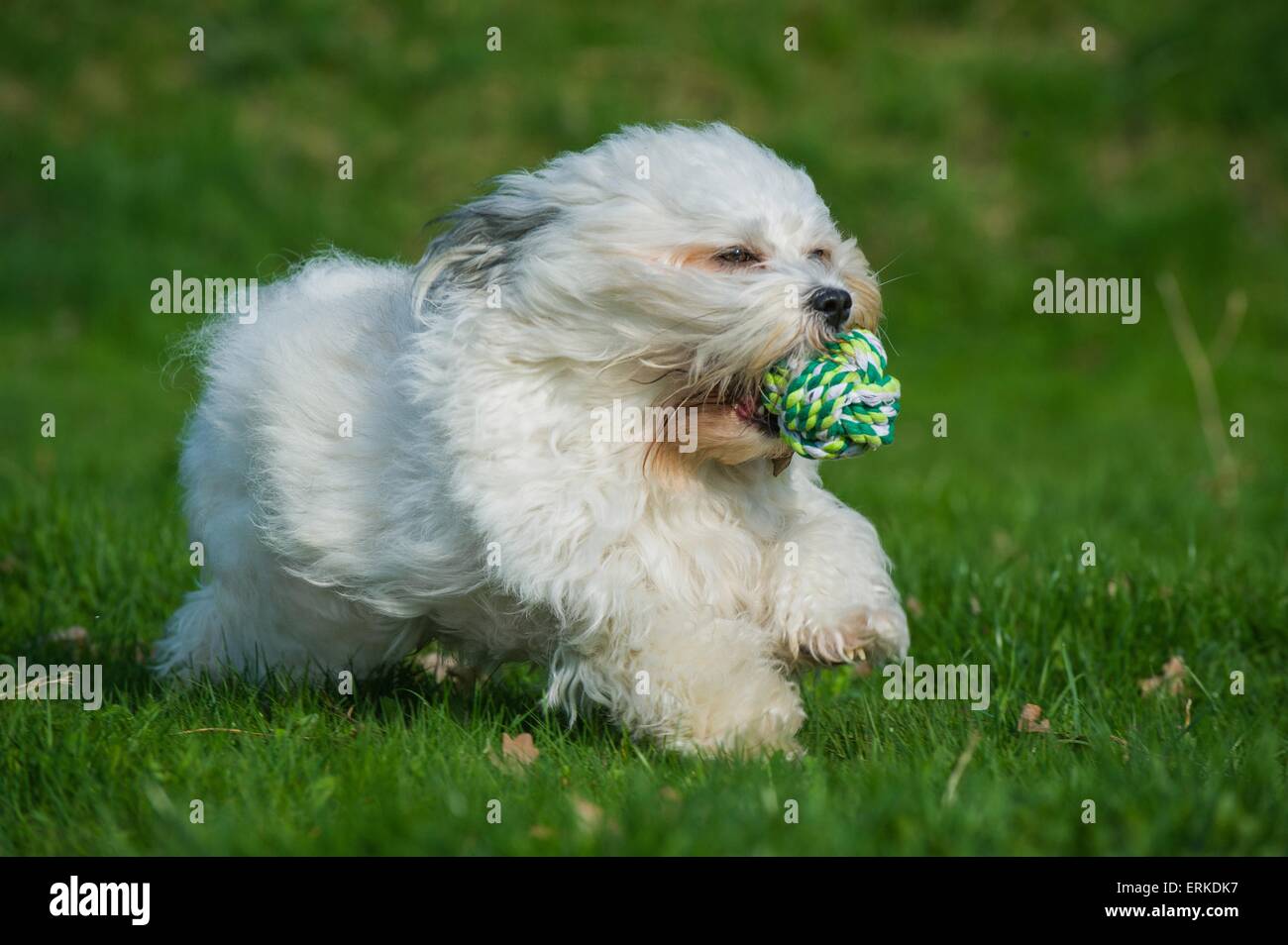 Havanese and ball hi-res stock photography and images - Alamy