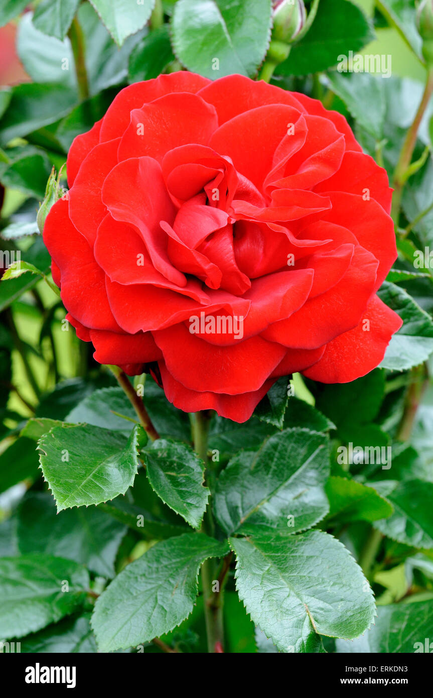 Floribunda rose, breeder Kordes, Germany Stock Photo