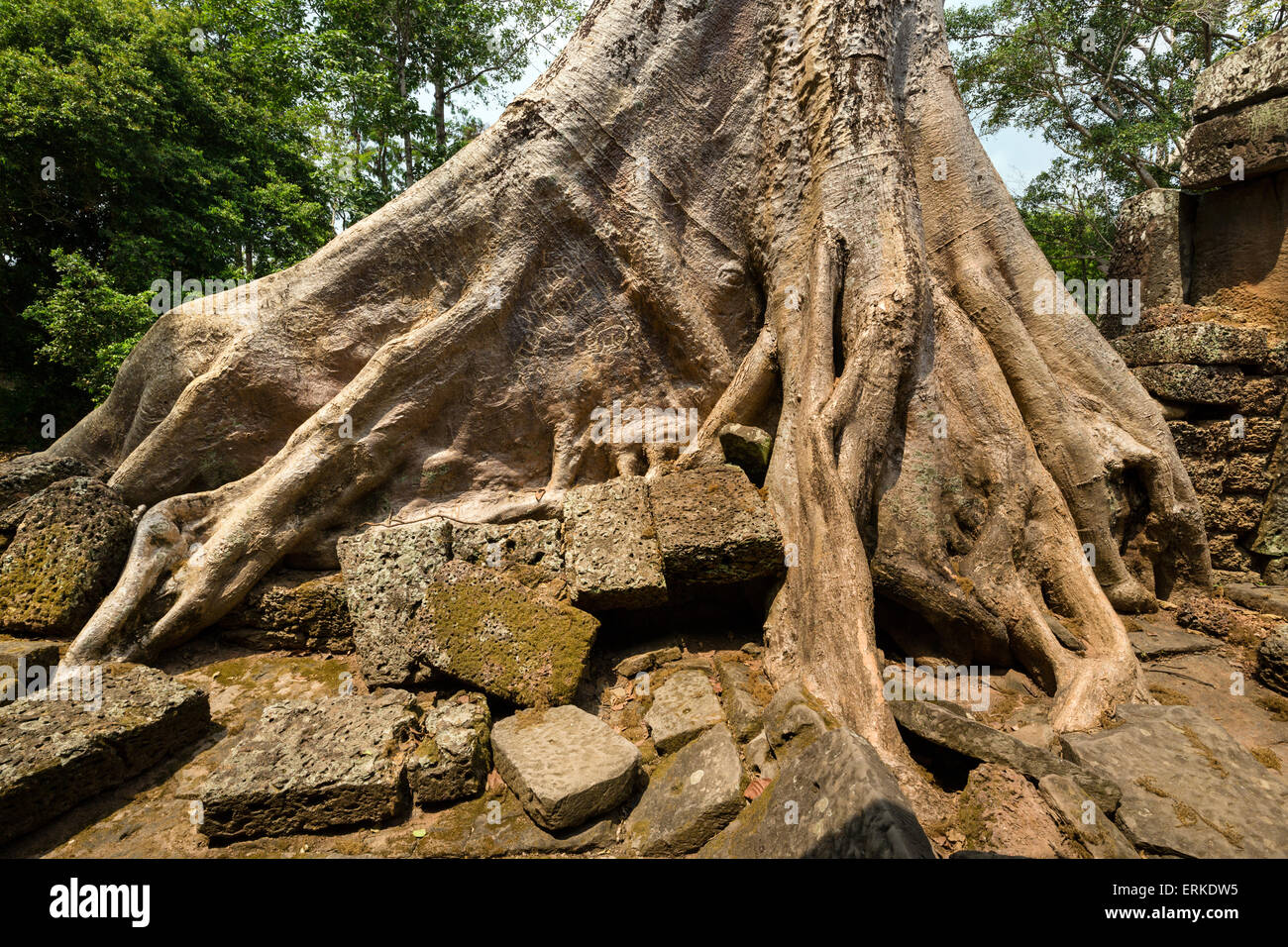 False Hemp Tree (Tetrameles nudiflora) embracing a wall, Banteay Kdei temple, Angkor, Siem Reap Province, Cambodia Stock Photo