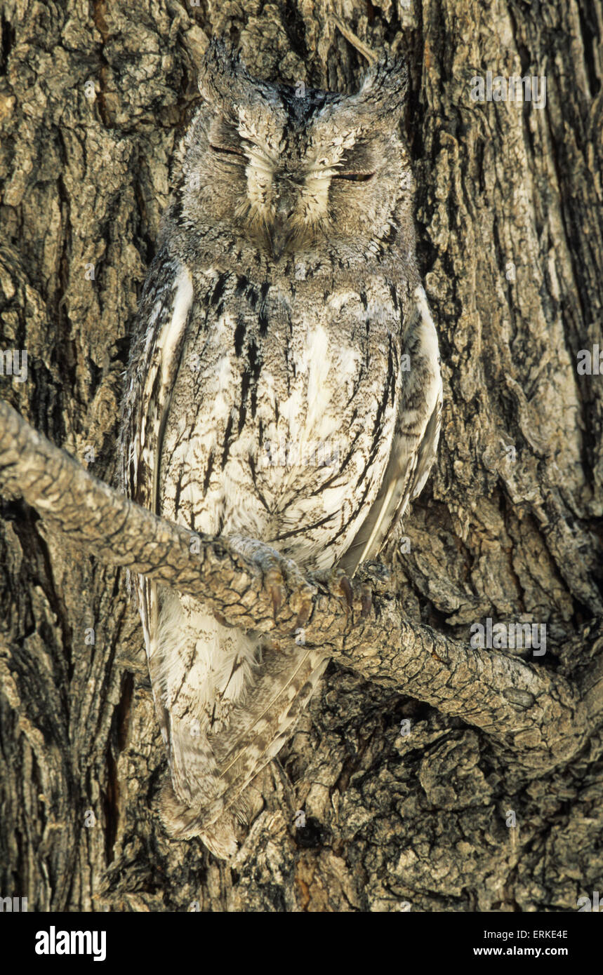 Scops Owl (Otus senegalensis), perfectly camouflaged, perched next to a tree trunk, Mopane tree (Colophospermum mopane) Stock Photo