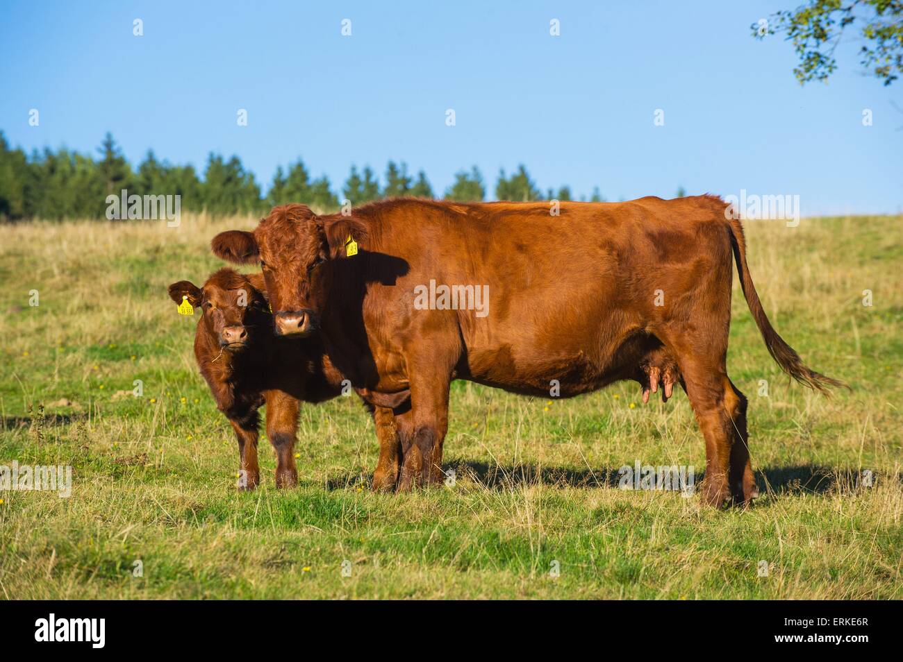 Free land cattle hi-res stock photography and images - Alamy