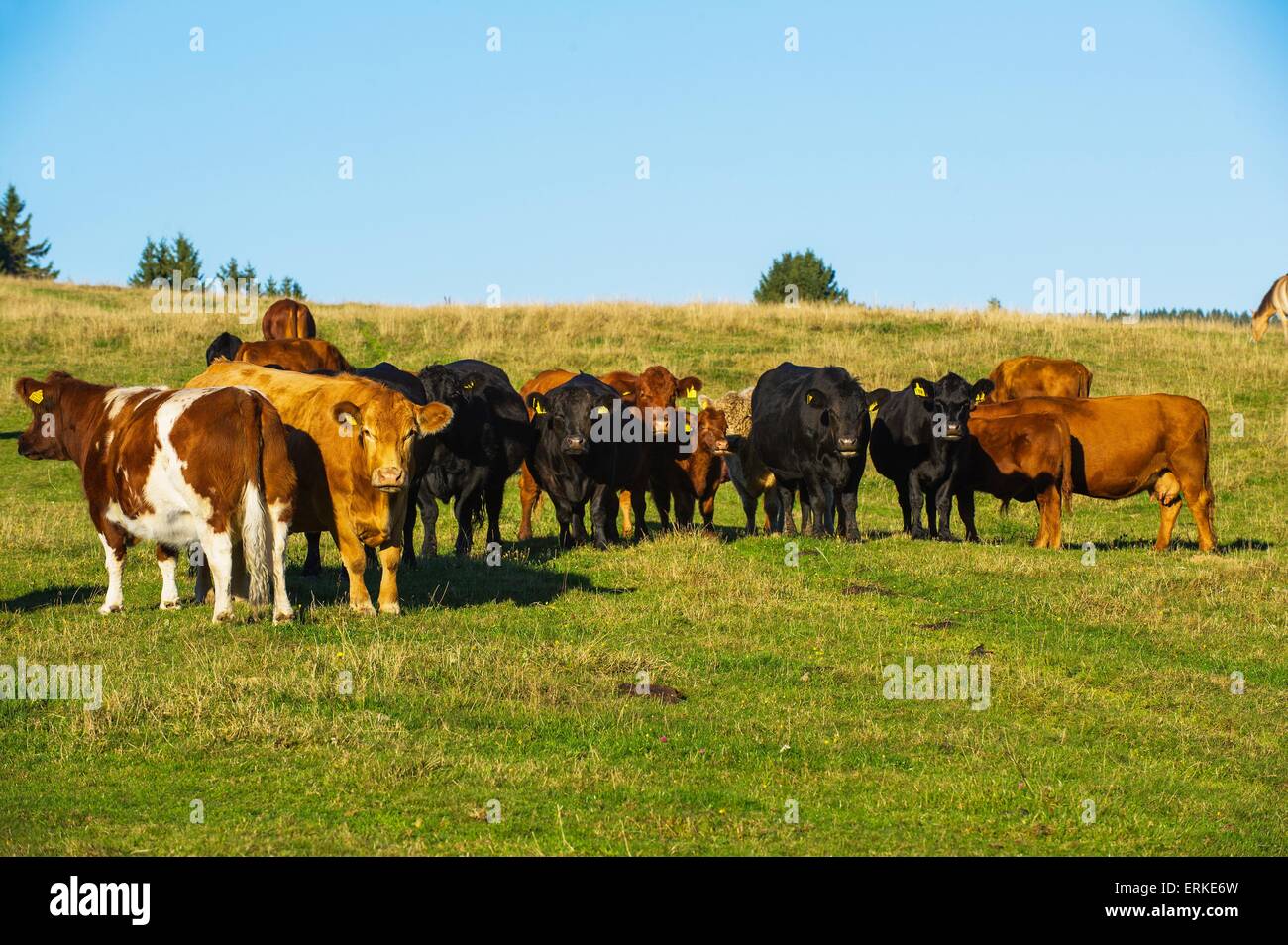 Rear cattle hires stock photography and images Alamy