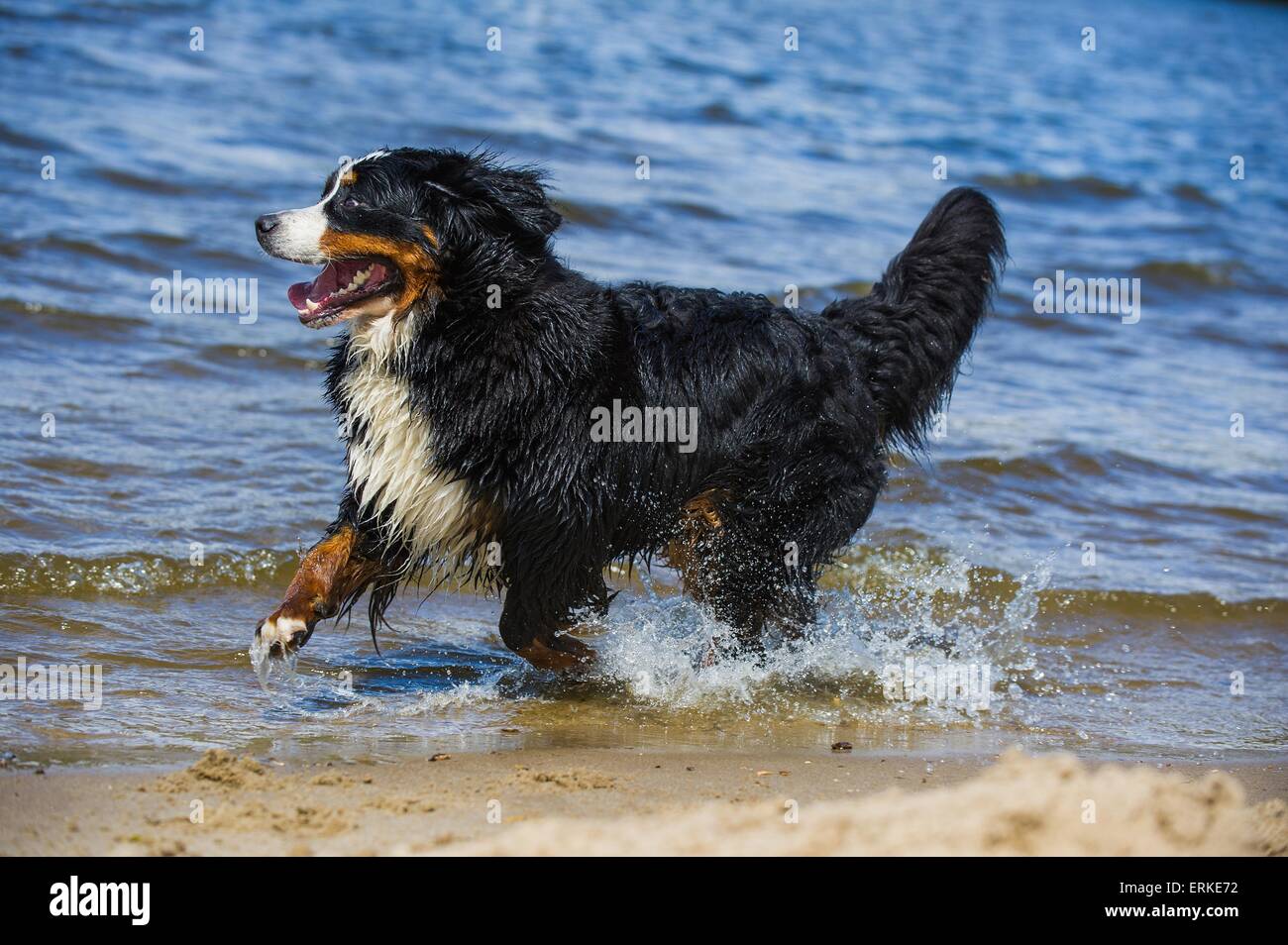 running Bernese Mountain Dog Stock Photo Alamy