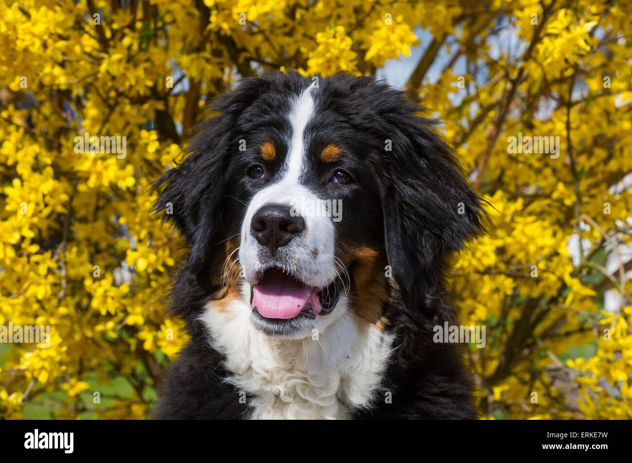 young Bernese Mountain Dog Stock Photo