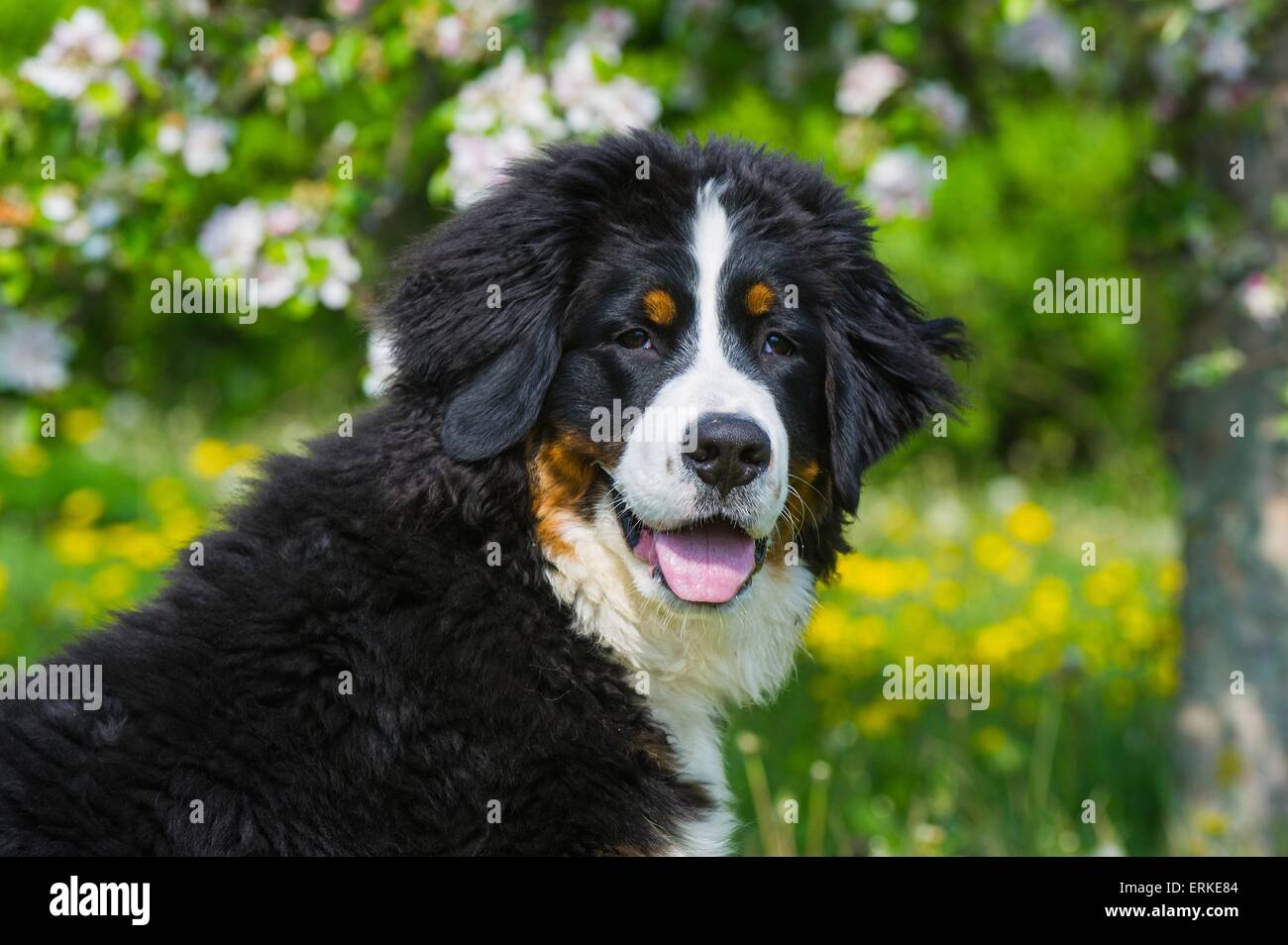 young Bernese Mountain Dog Stock Photo