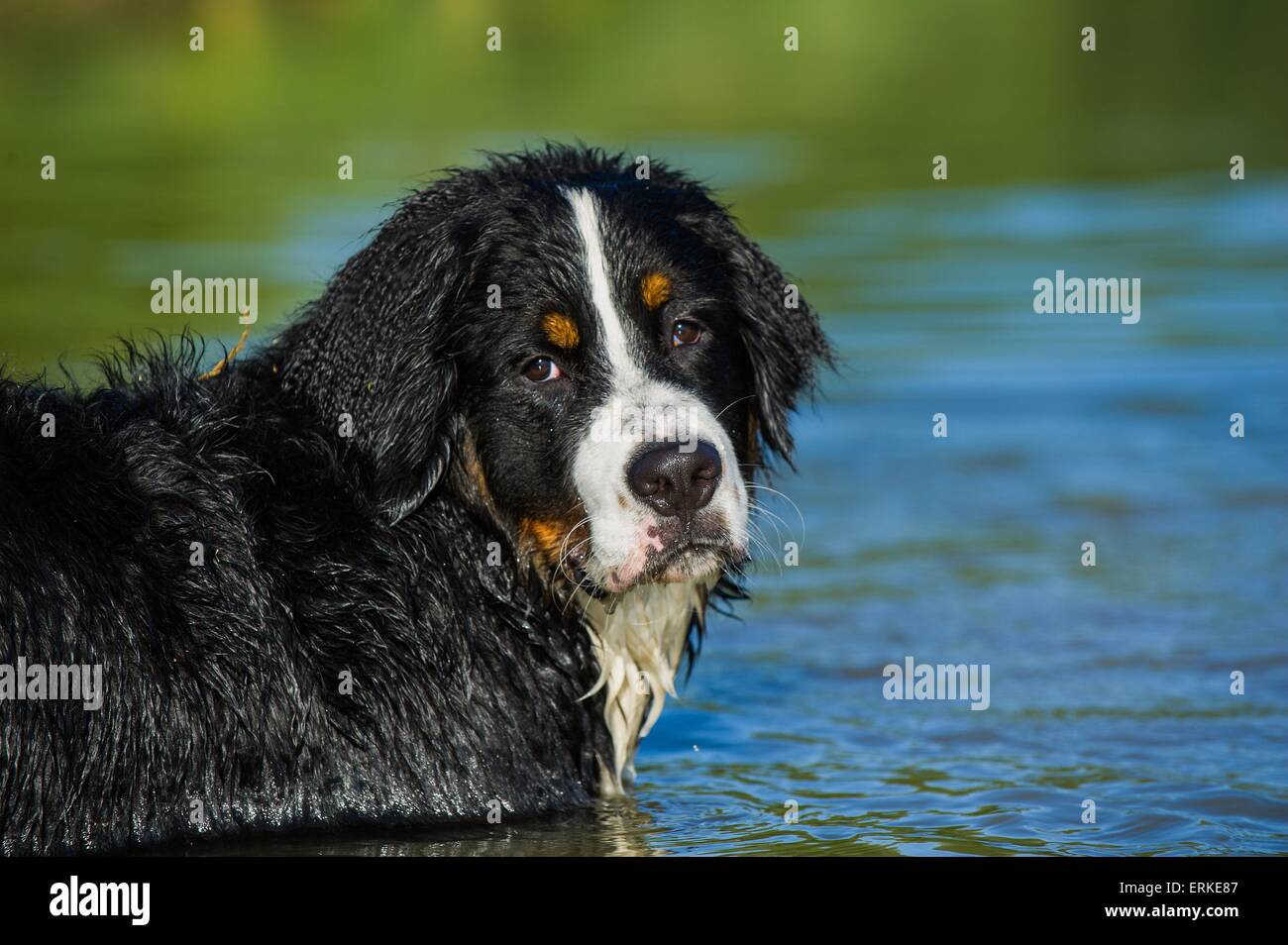 bathing Bernese Mountain Dog Stock Photo Alamy