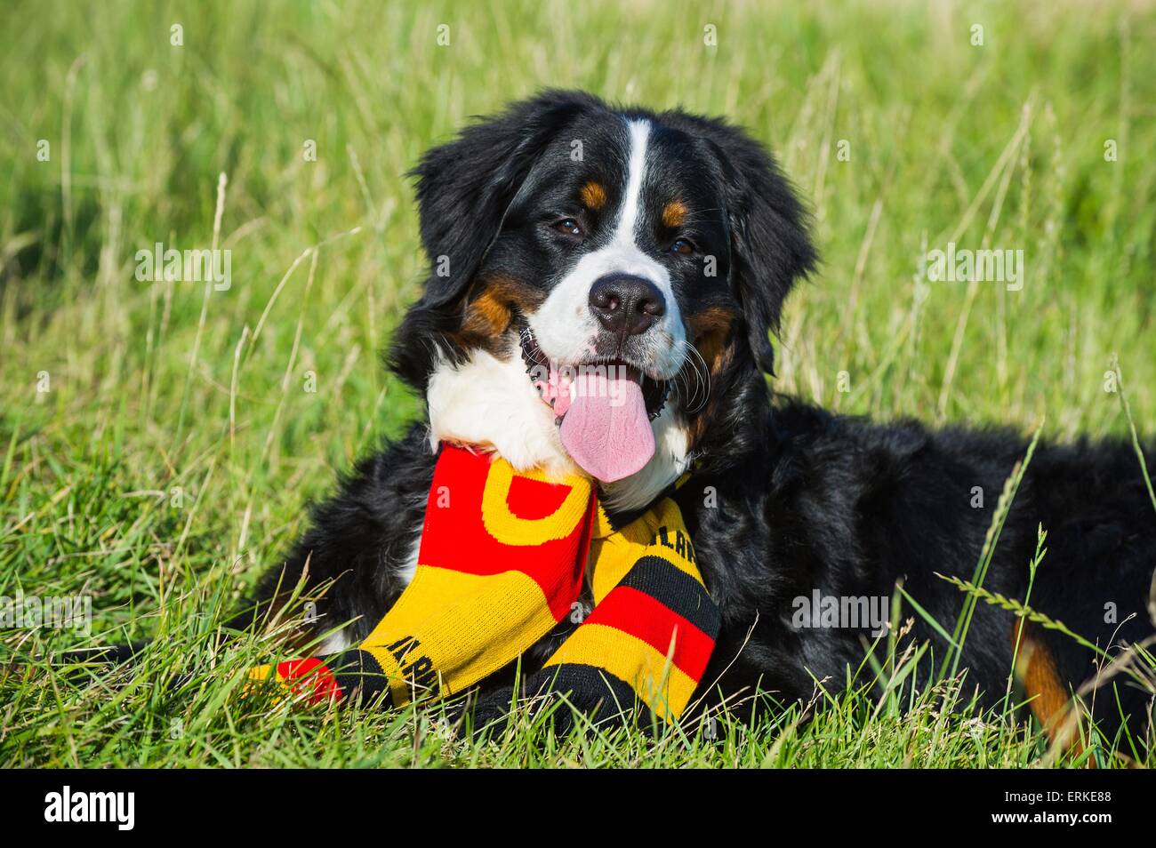 lying Bernese Mountain Dog Stock Photo - Alamy