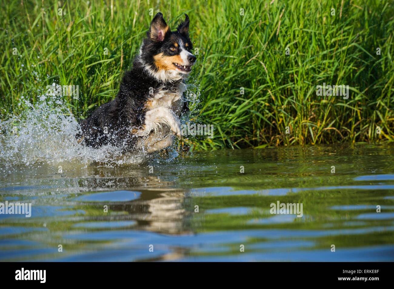 Border collie single adult jumping hi-res stock photography and images ...