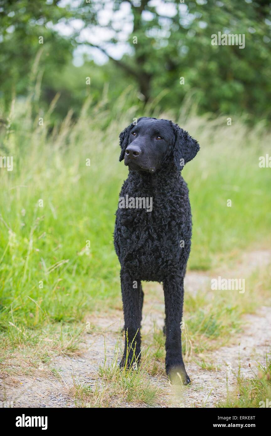 Curly Coated High Resolution Stock Photography And Images Alamy