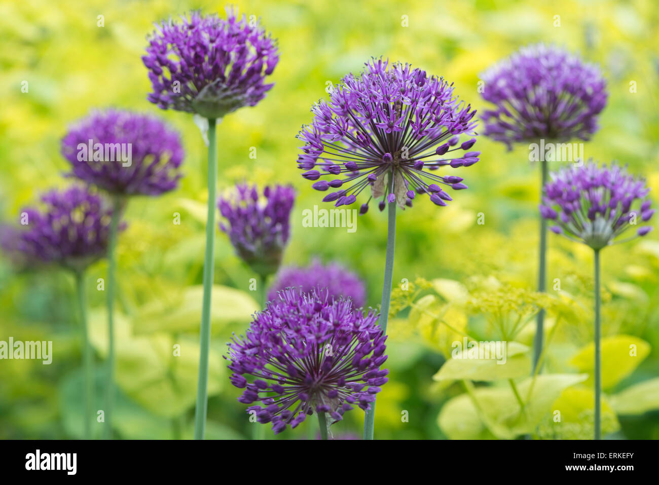 Purple onion flowers hi-res stock photography and images - Alamy