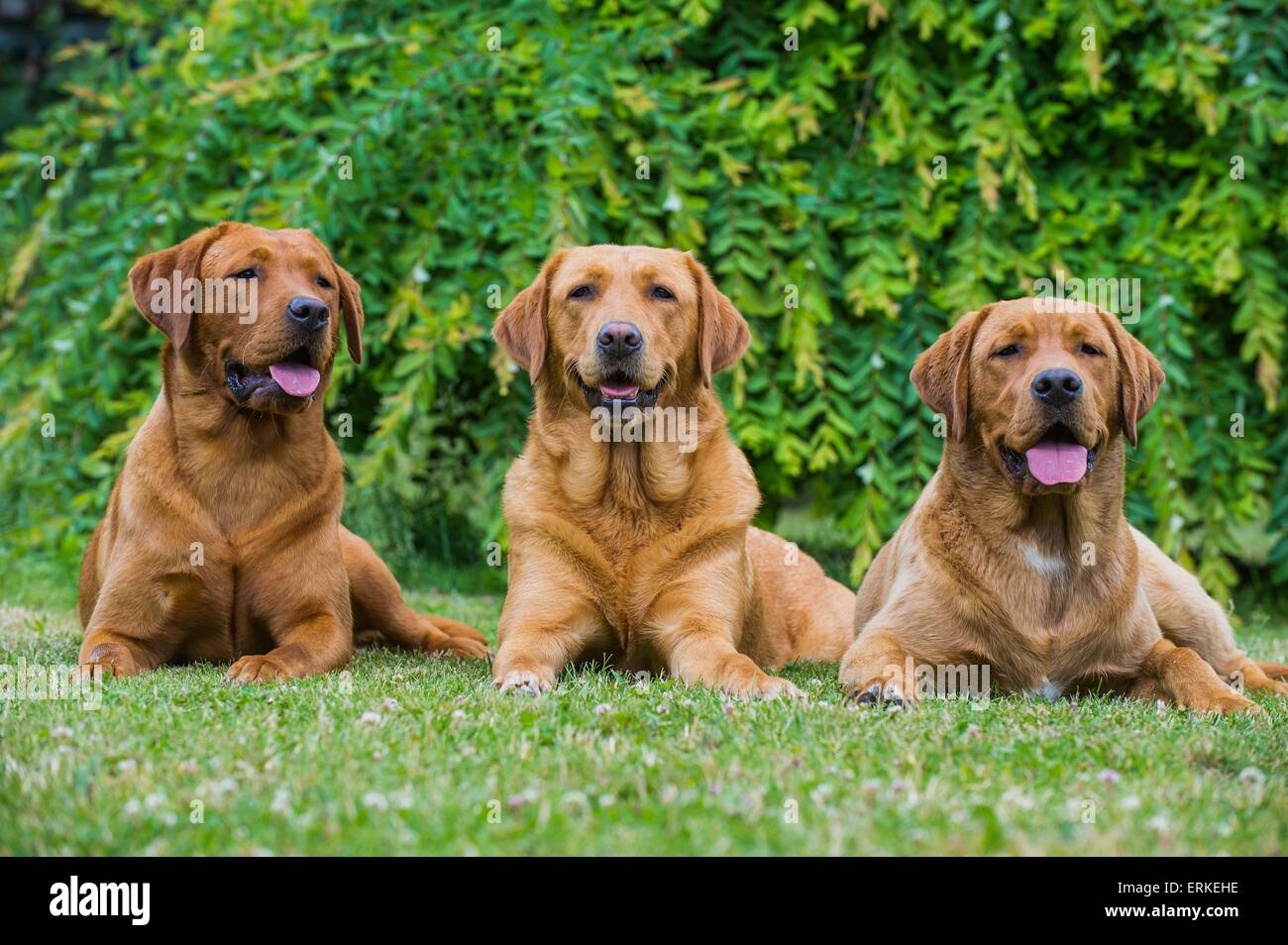 3 Labrador Retriever Stock Photo - Alamy