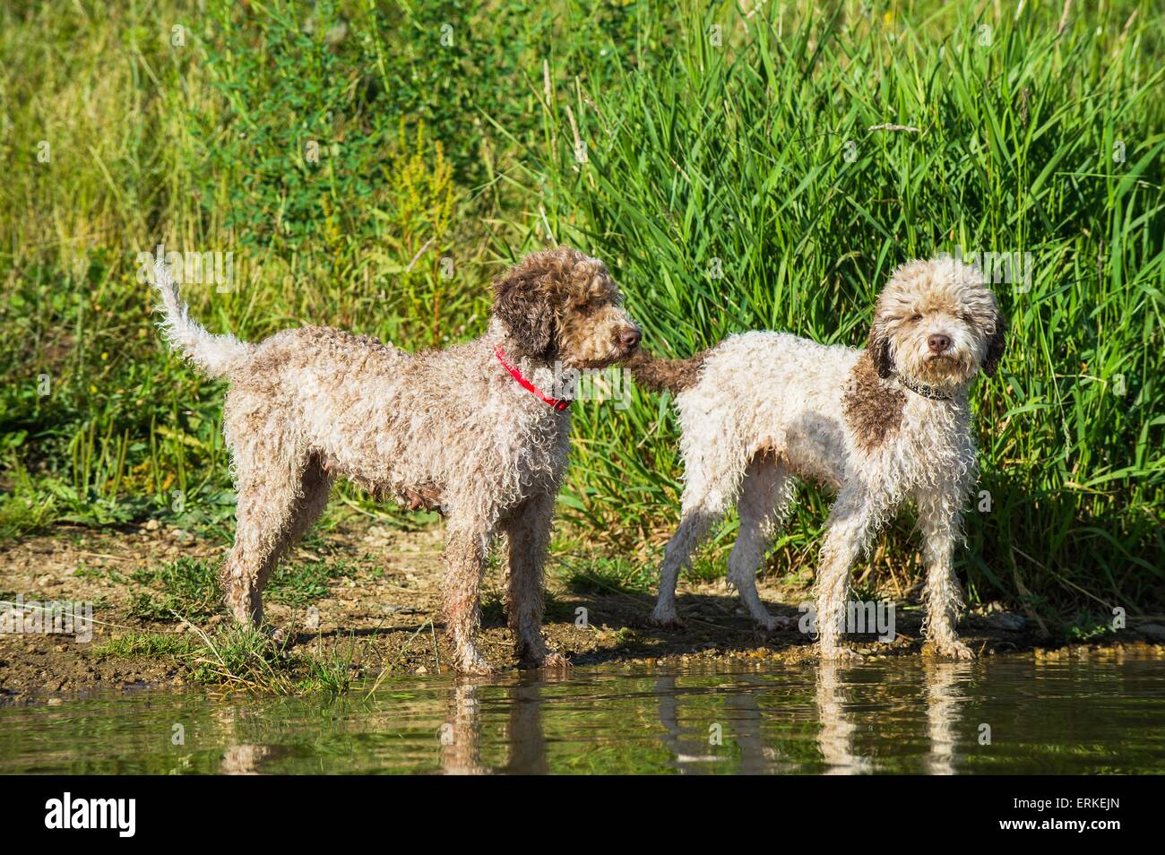 2 Lagotto Romagnolo Stock Photo - Alamy