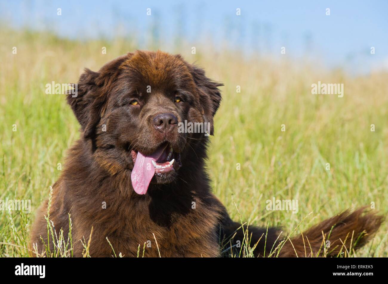 Newfoundland Dog portrait Stock Photo - Alamy