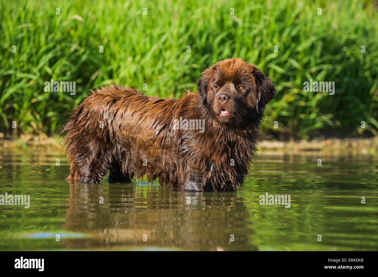bathing Newfoundland Dog Stock Photo Alamy