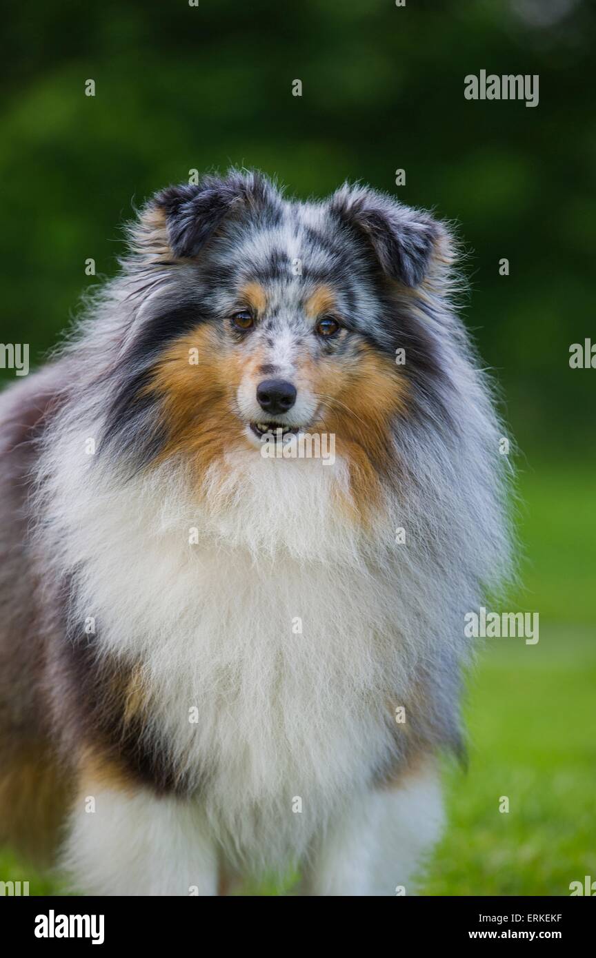 Shetland Sheepdog Portrait Stock Photo - Alamy