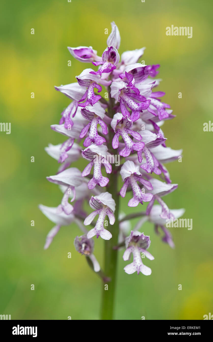 Military Orchid (Orchis militaris), Rothenstein nature reserve, Thuringia, Germany Stock Photo