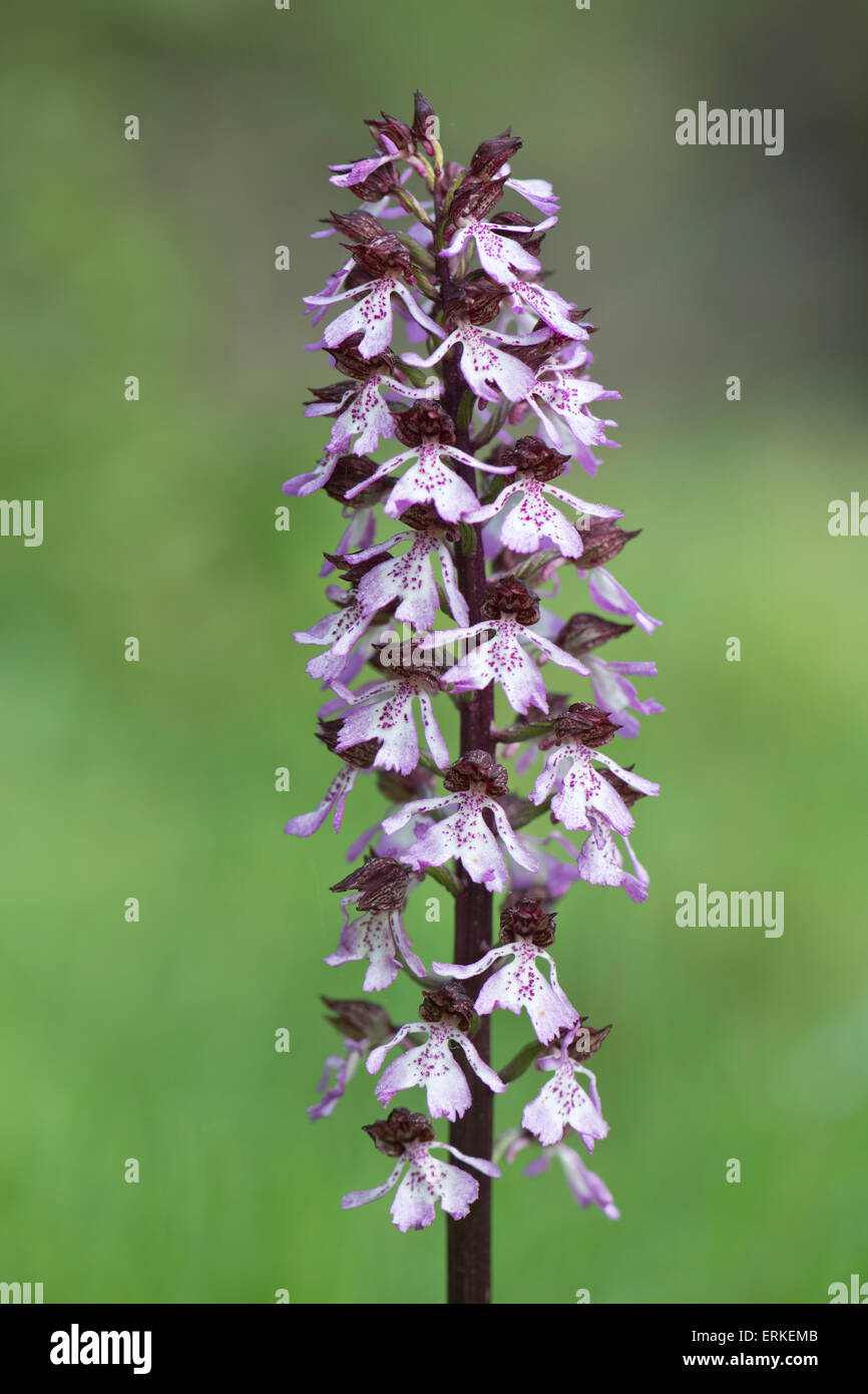 Lady Orchid (Orchis purpurea), Rothenstein nature reserve, Thuringia, Germany Stock Photo