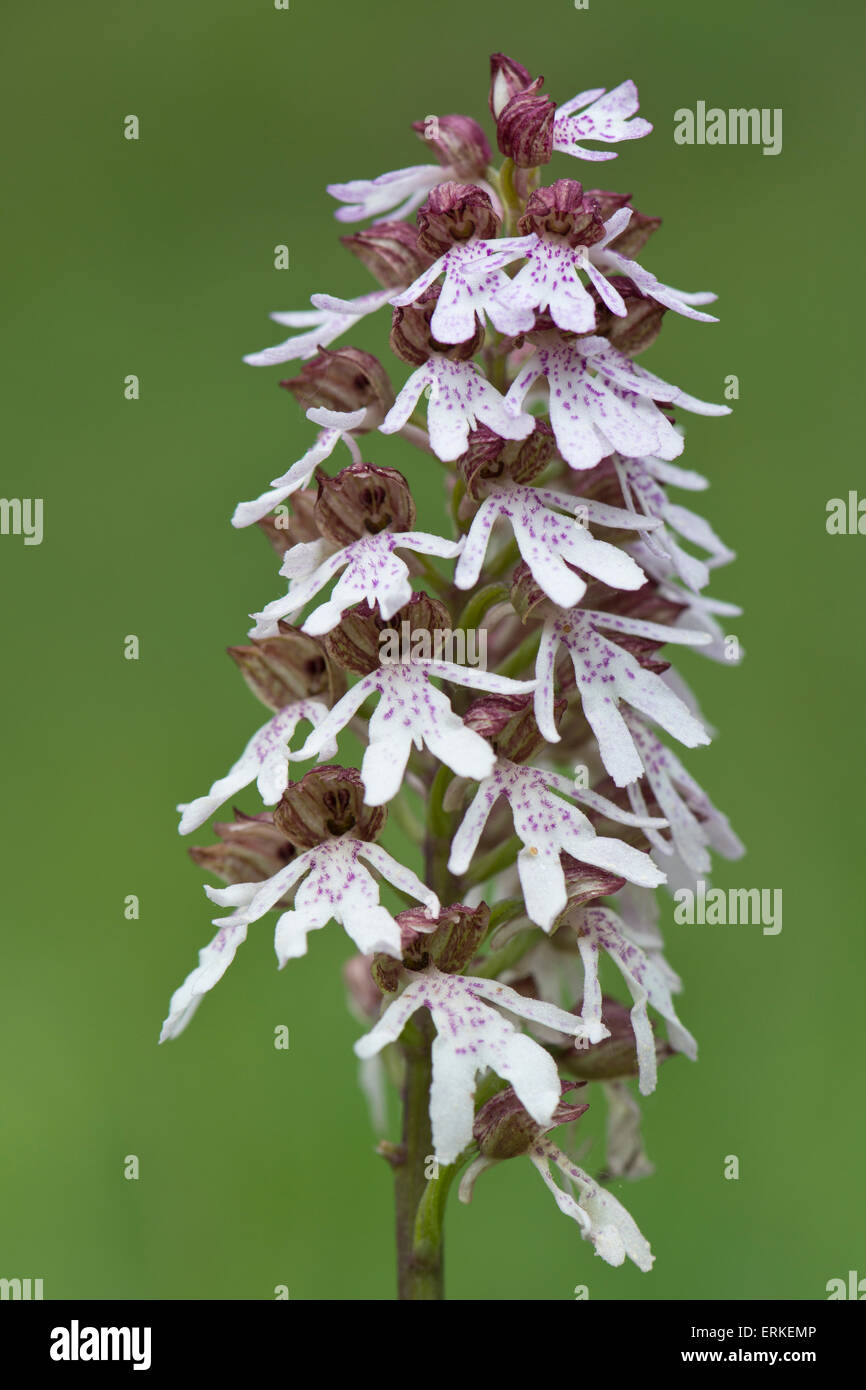 Lady Orchid (Orchis purpurea), Rothenstein nature reserve, Thuringia, Germany Stock Photo