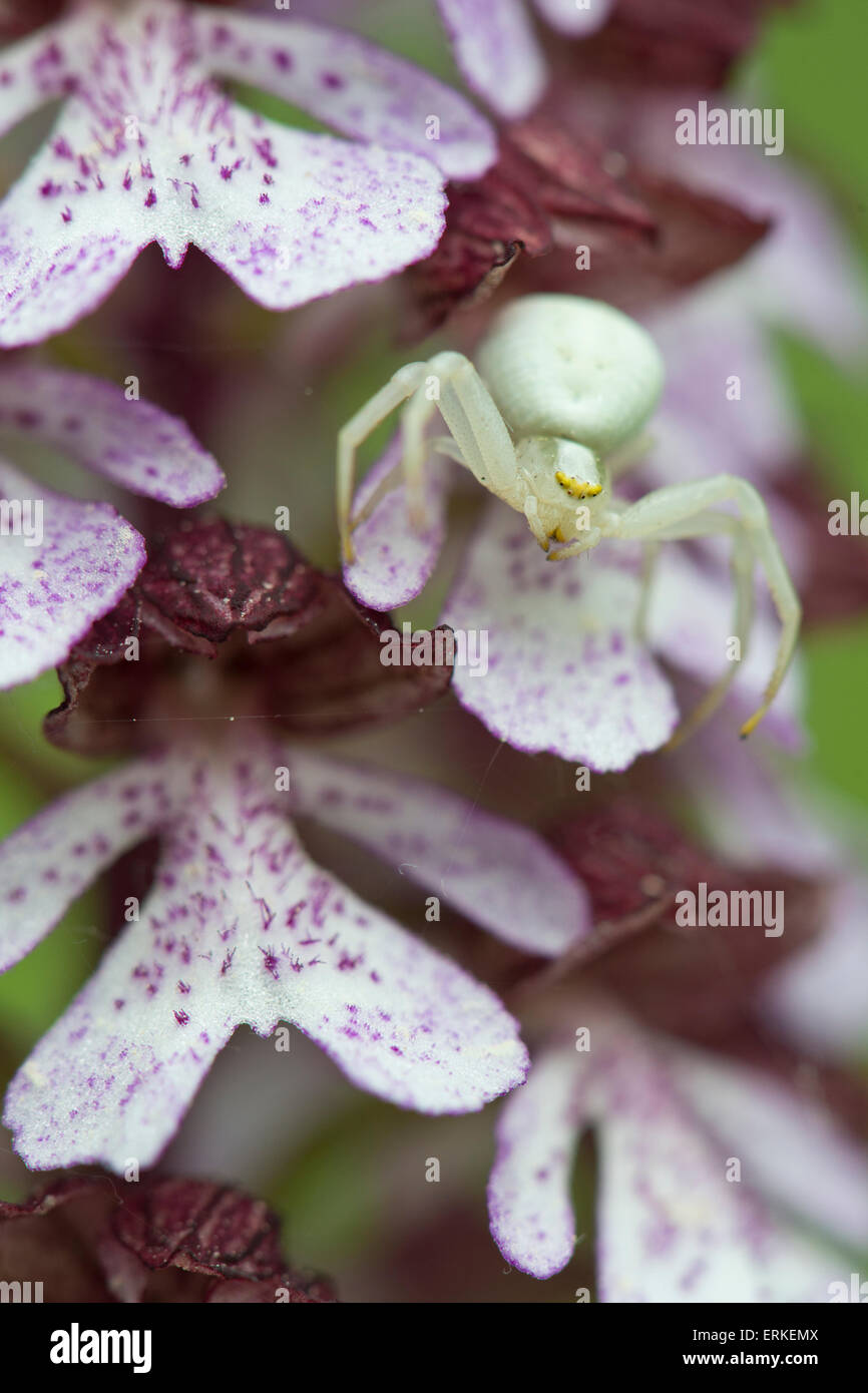Goldenrod Crab Spider (Misumena vatia) on Lady Orchid (Orchis purpurea), Rothenstein nature reserve, Thuringia, Germany Stock Photo