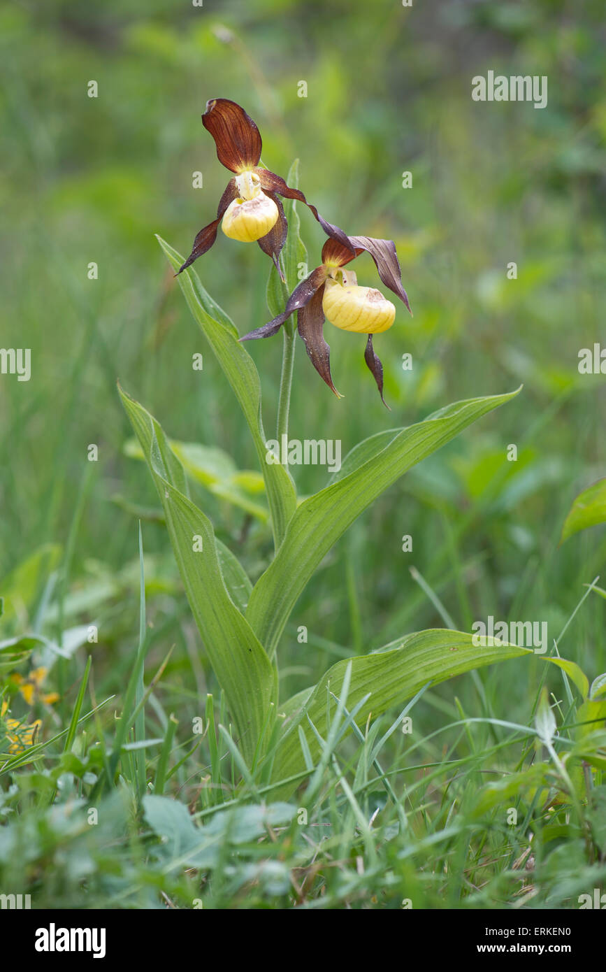 Lady's Slipper Orchid (Cypripedium calceolus), Rothenstein, Thuringia, Germany Stock Photo