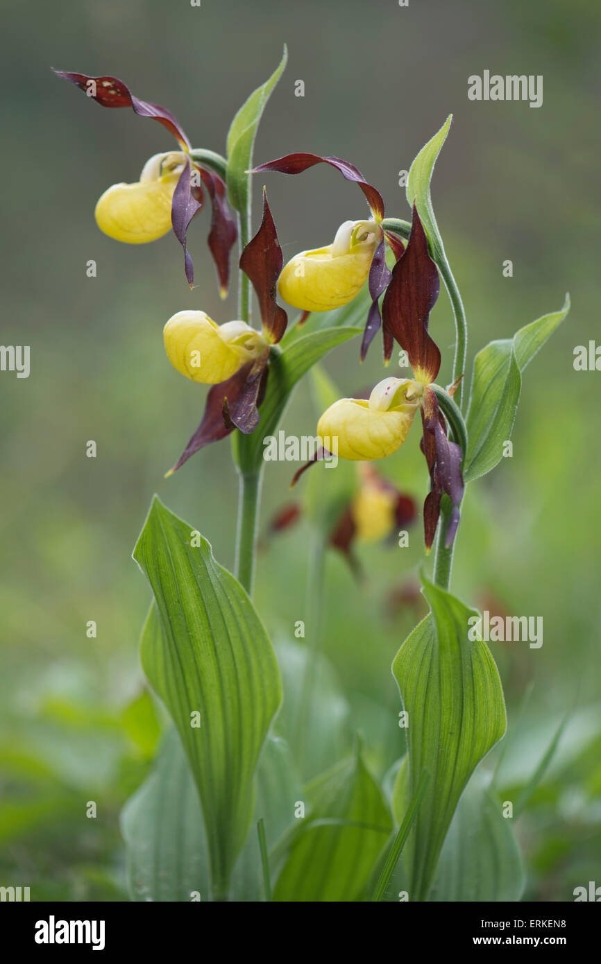 Lady's Slipper Orchid (Cypripedium calceolus), Rothenstein, Thuringia, Germany Stock Photo