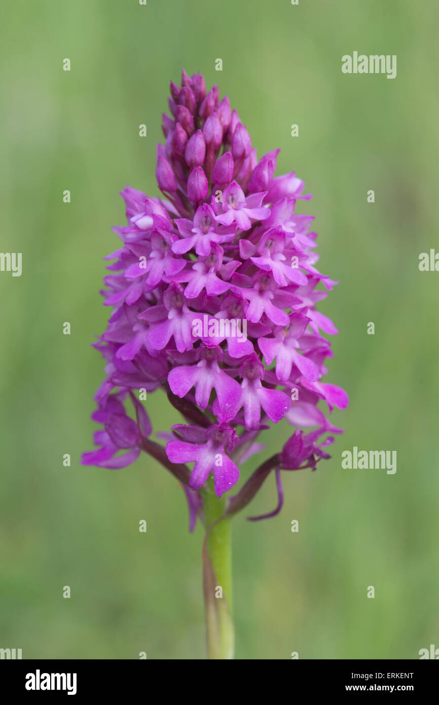 Pyramidal Orchid (Orchis pyramidalis), Rothenstein nature reserve ...
