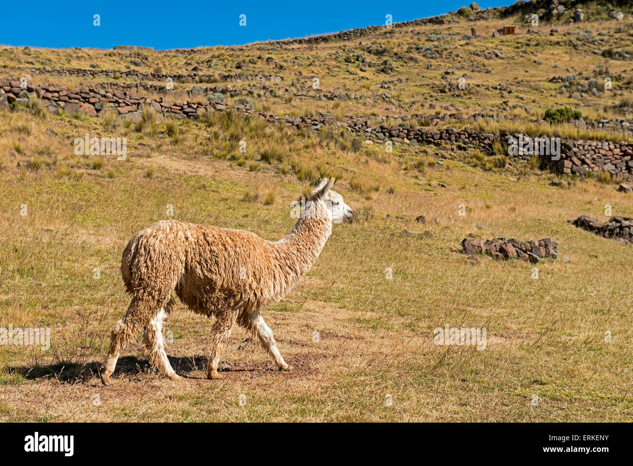 Alpaka, Wollproduzent in Peru auf 3870 m Höhe. Stock Photo